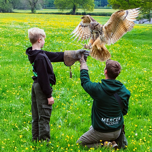 Junior Falconry Mini Experiences in Nottinghamshire for 4yrs+ Junior Falconry Mini Experiences in Nottinghamshire for 4yrs+
